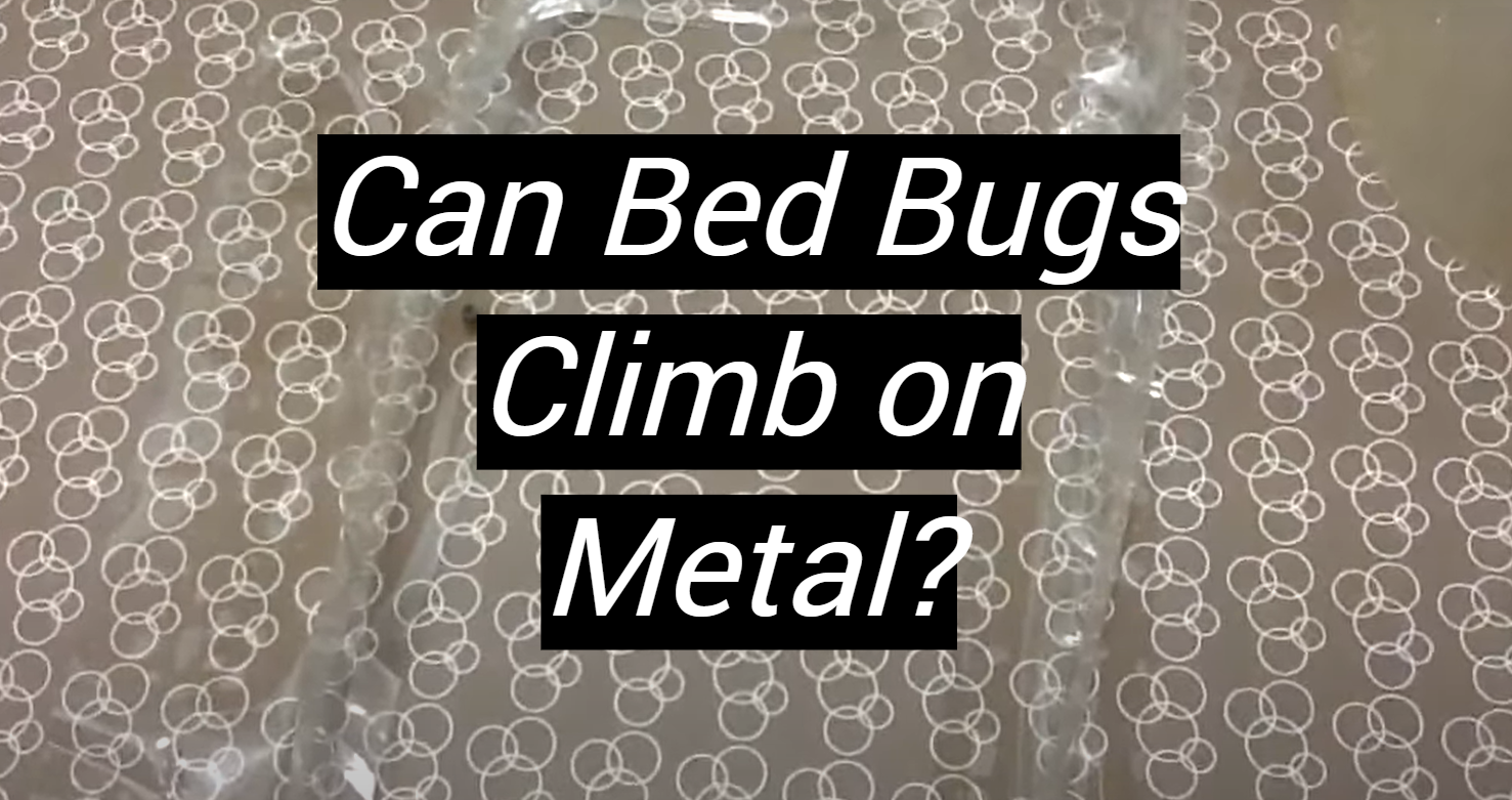 Can Bed Bugs Climb on Metal? MetalProfy