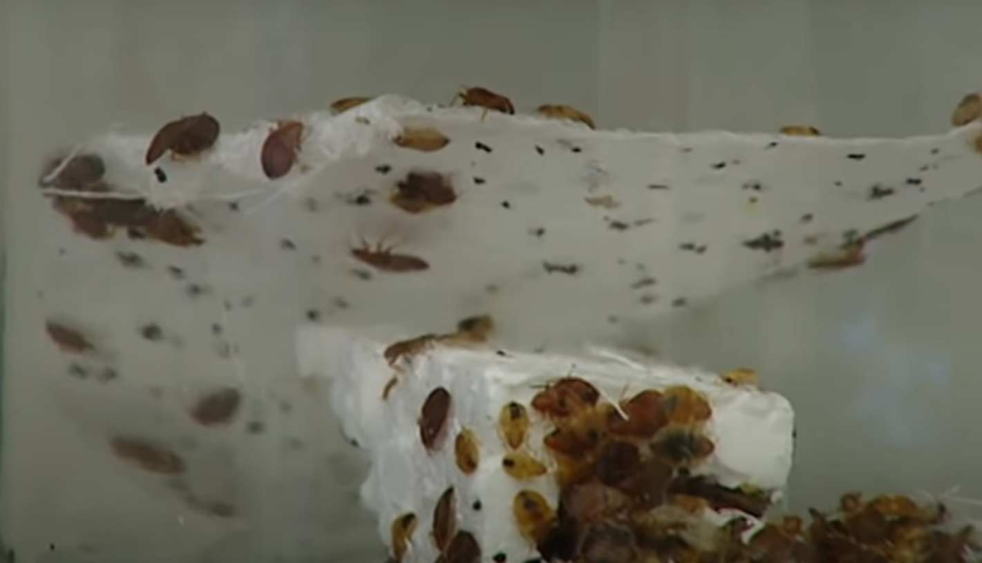 Can Bed Bugs Climb on Metal? MetalProfy
