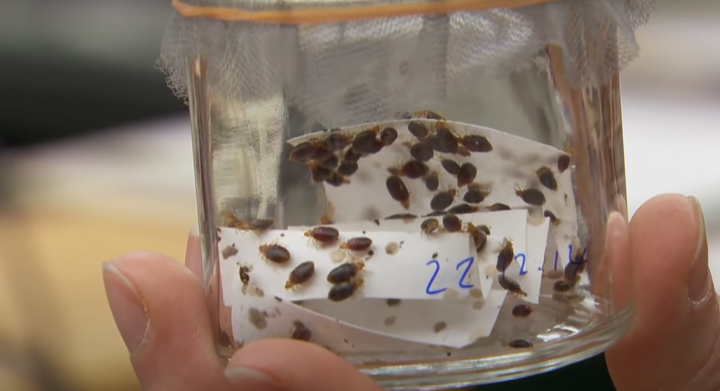 Can Bed Bugs Climb on Metal? MetalProfy