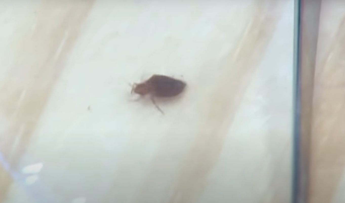 Can Bed Bugs Climb on Metal? MetalProfy