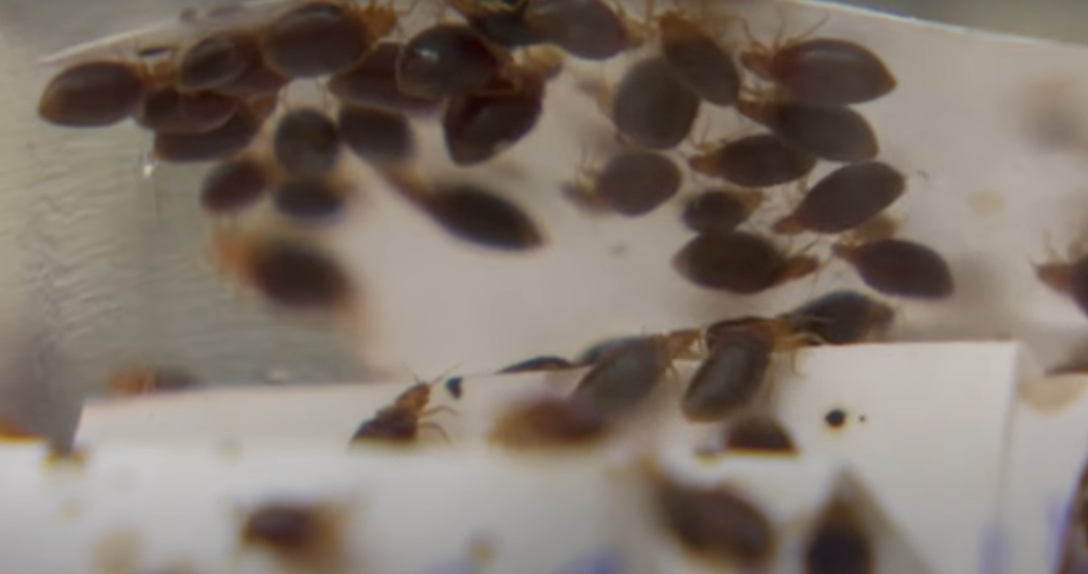 Can Bed Bugs Climb on Metal? MetalProfy